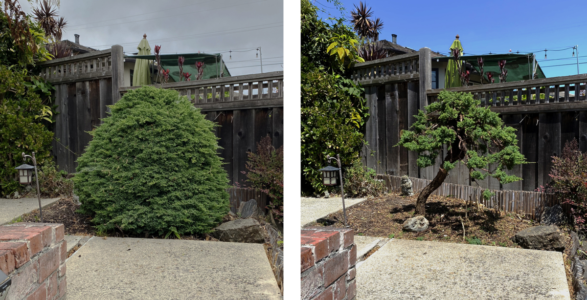 Restoring a Hedge into it's true tree form.