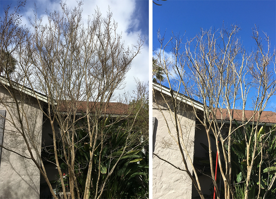 Crepe Myrtle
