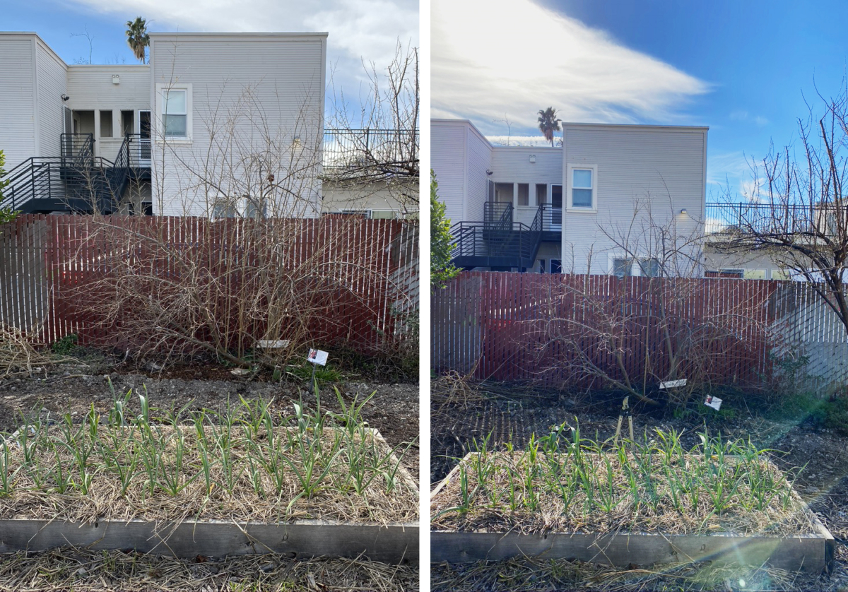 Pruning a Pomegranate in the SJSU Garden
