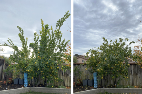 A once-giant Eureka Lemon