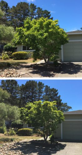 Magnolia grandiflora in Novato
