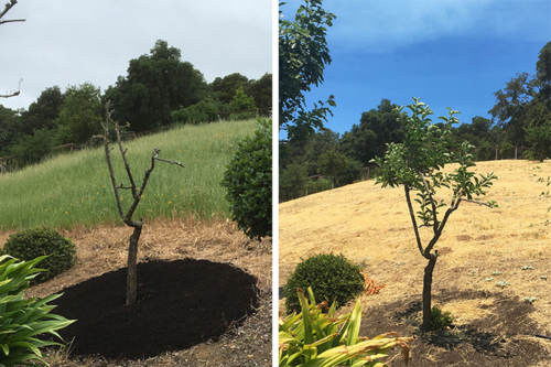 The effect of compost mulch on an apple tree dormant for years.