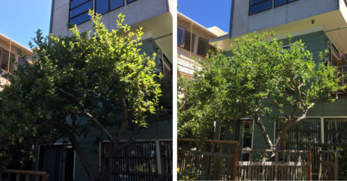 A 12 foot Apple Tree in Berkeley