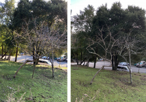 Cleaning up the orchard at Lupin Lodge Naturist Resort