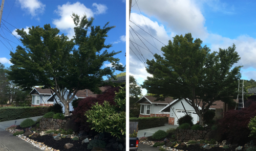 A 20 foot Japanese Maple